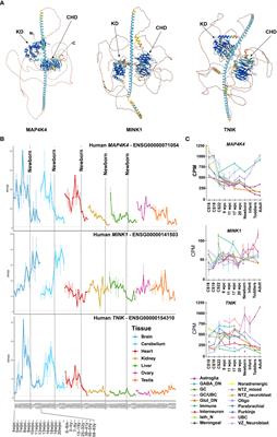 The molecular basis of the dichotomous functionality of MAP4K4 in proliferation and cell motility control in cancer